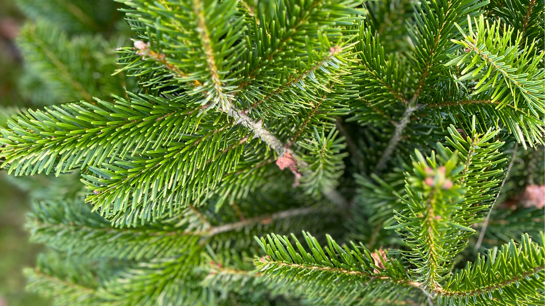 sapin