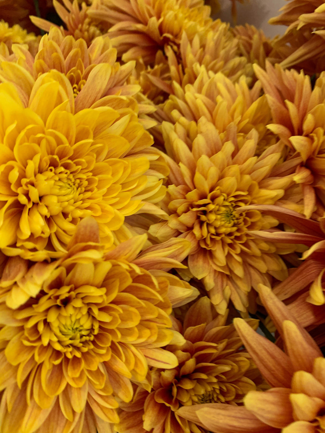 Le Chrysanthème