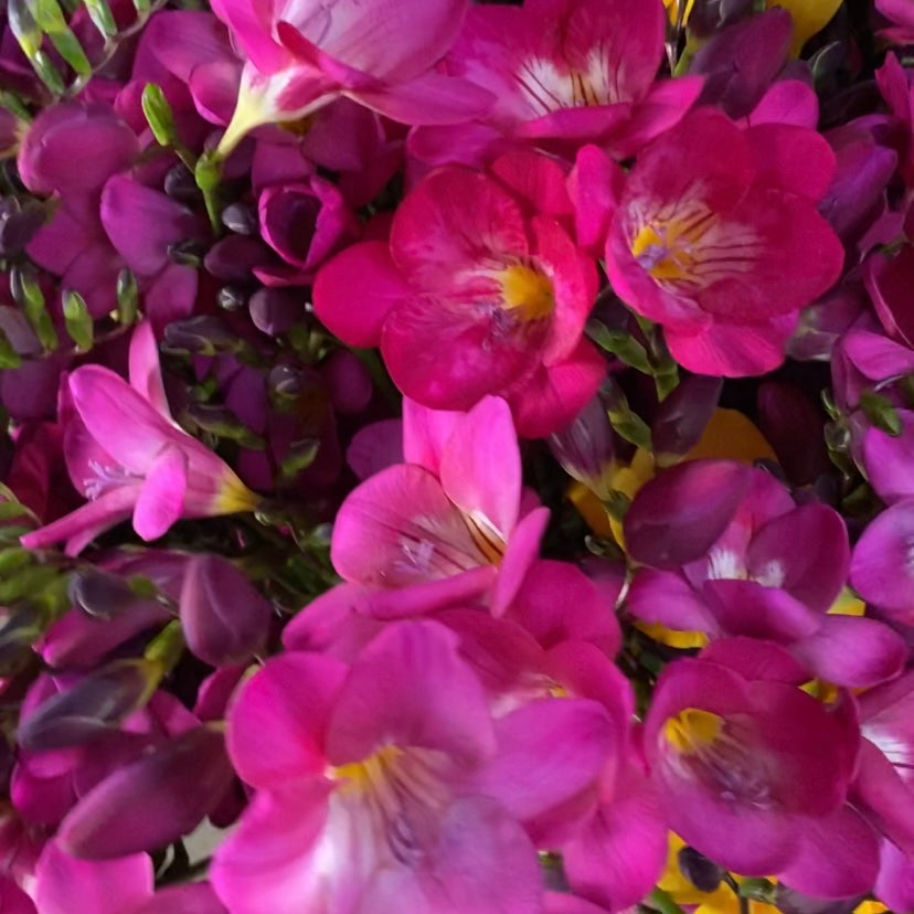 La Freesia